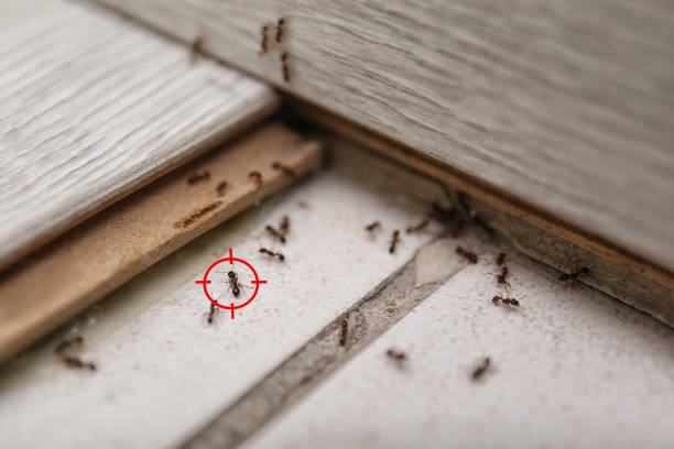 Professional Pest Control in Orangeburg, NY