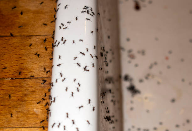 Best Termite Control Services  in Orangeburg, NY